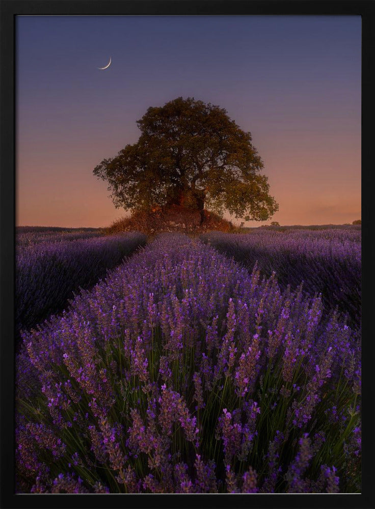 Lavender and Moon | Poster