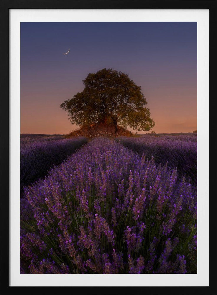 Lavender and Moon | Poster