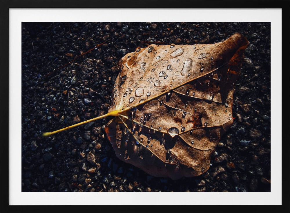 Leaf | Poster