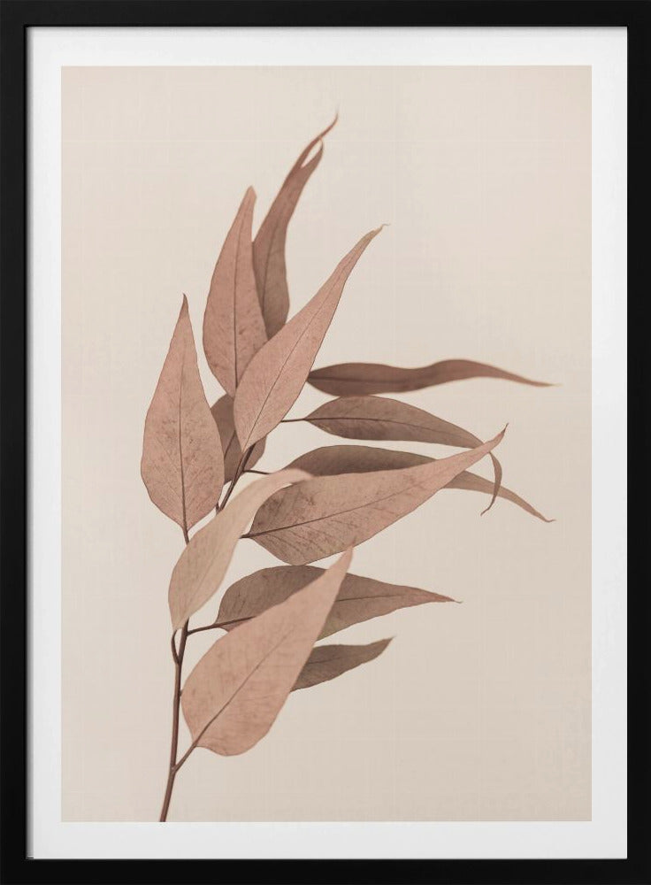 Dried Eucalyptus | Poster