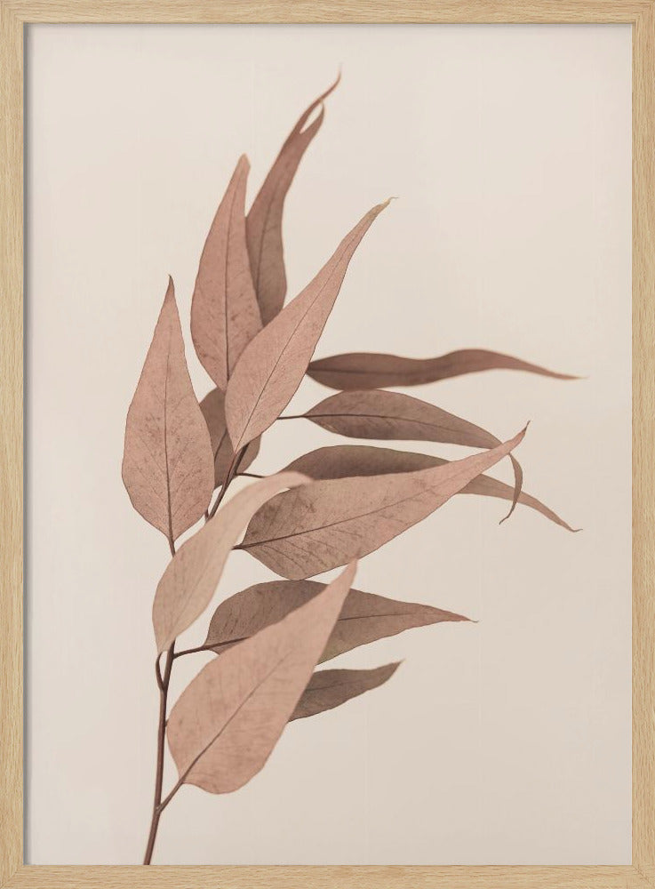 Dried Eucalyptus | Poster