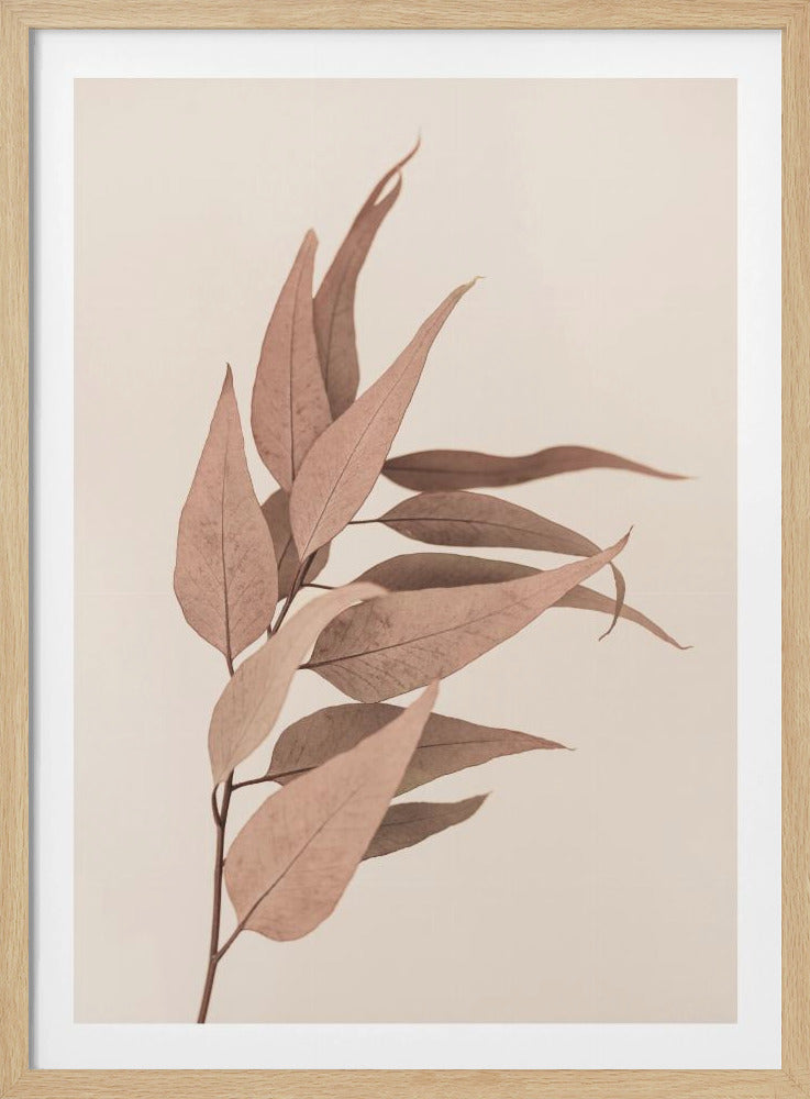 Dried Eucalyptus | Poster