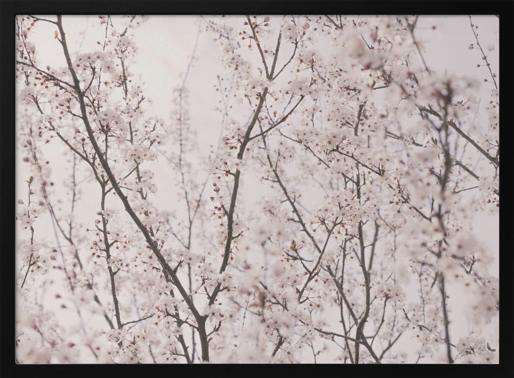 Spring blossoms | Poster