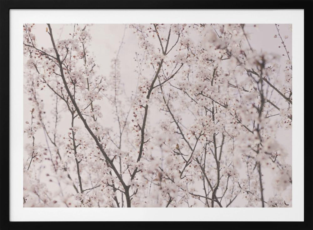 Spring blossoms | Poster