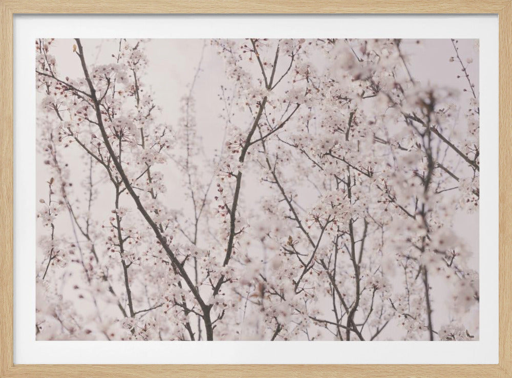Spring blossoms | Poster