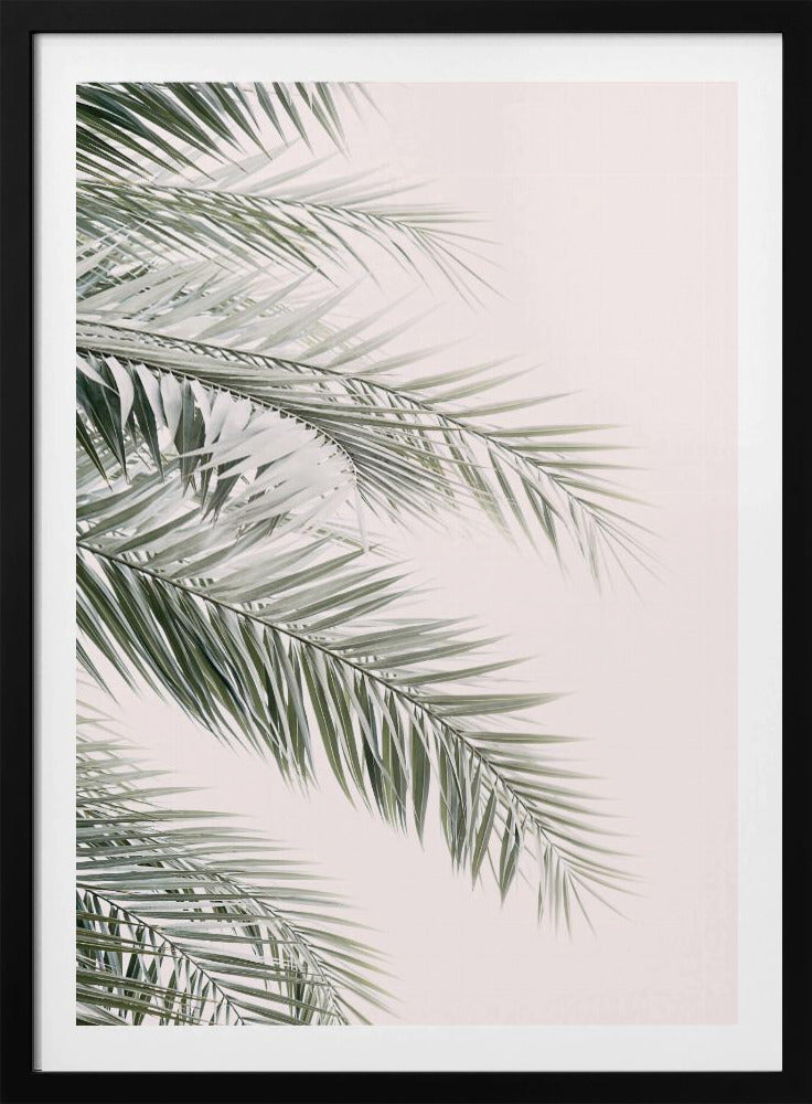 Blush Palm Leaves | Poster