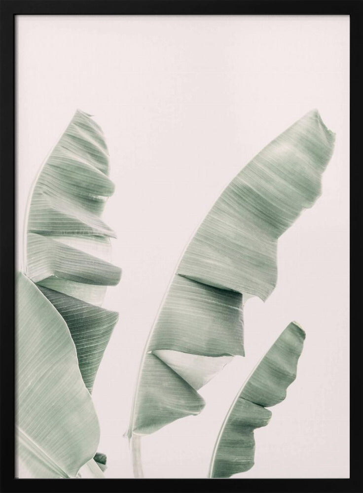Blush Banana Leaves | Poster