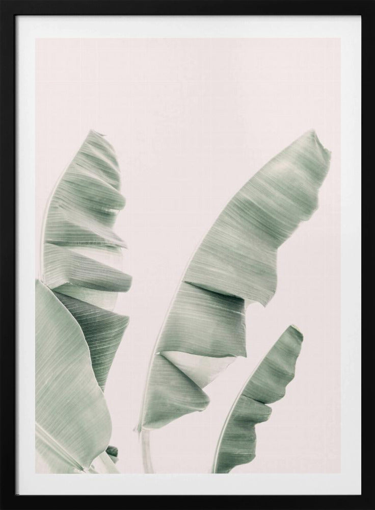 Blush Banana Leaves | Poster