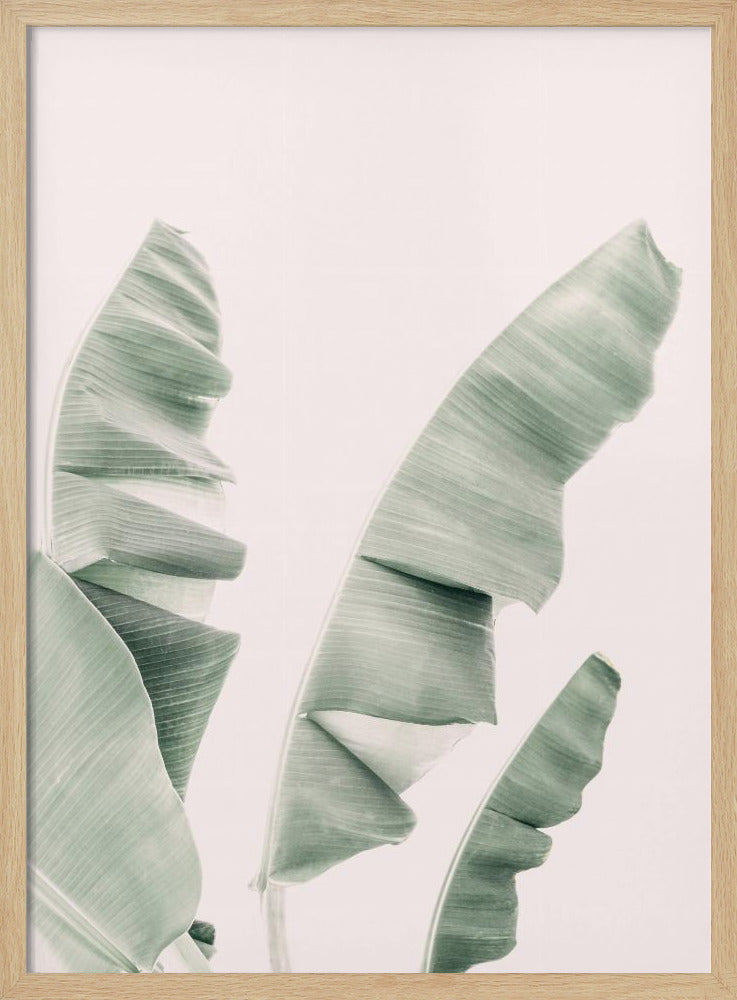 Blush Banana Leaves | Poster