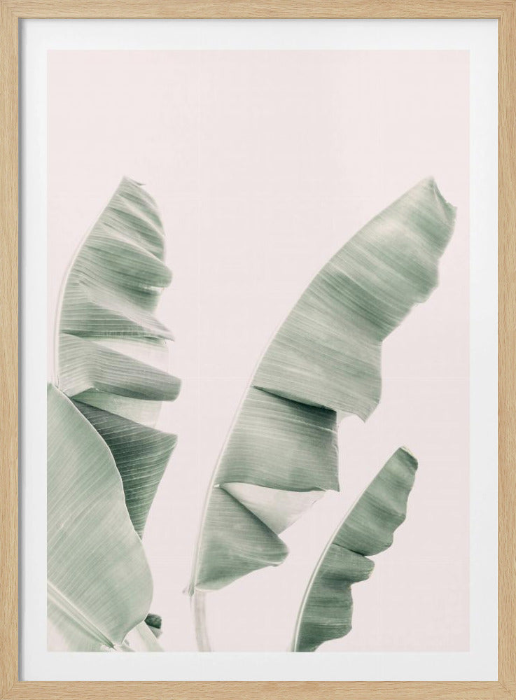 Blush Banana Leaves | Poster