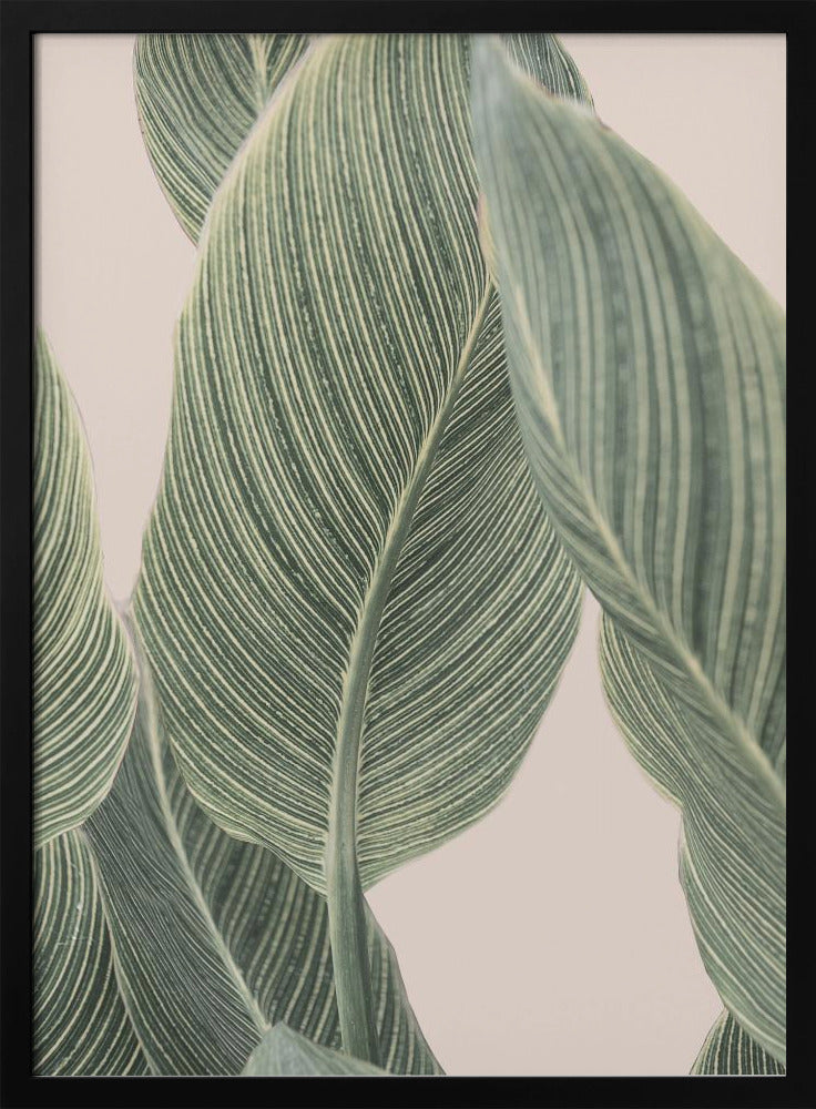 Calla Leaf | Poster