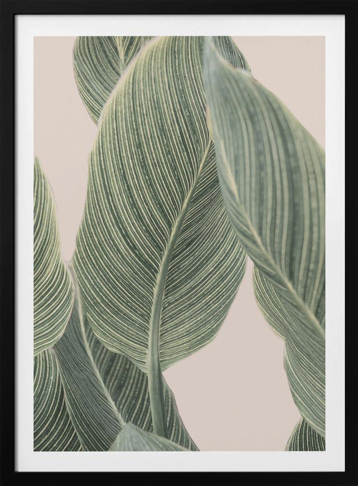 Calla Leaf | Poster