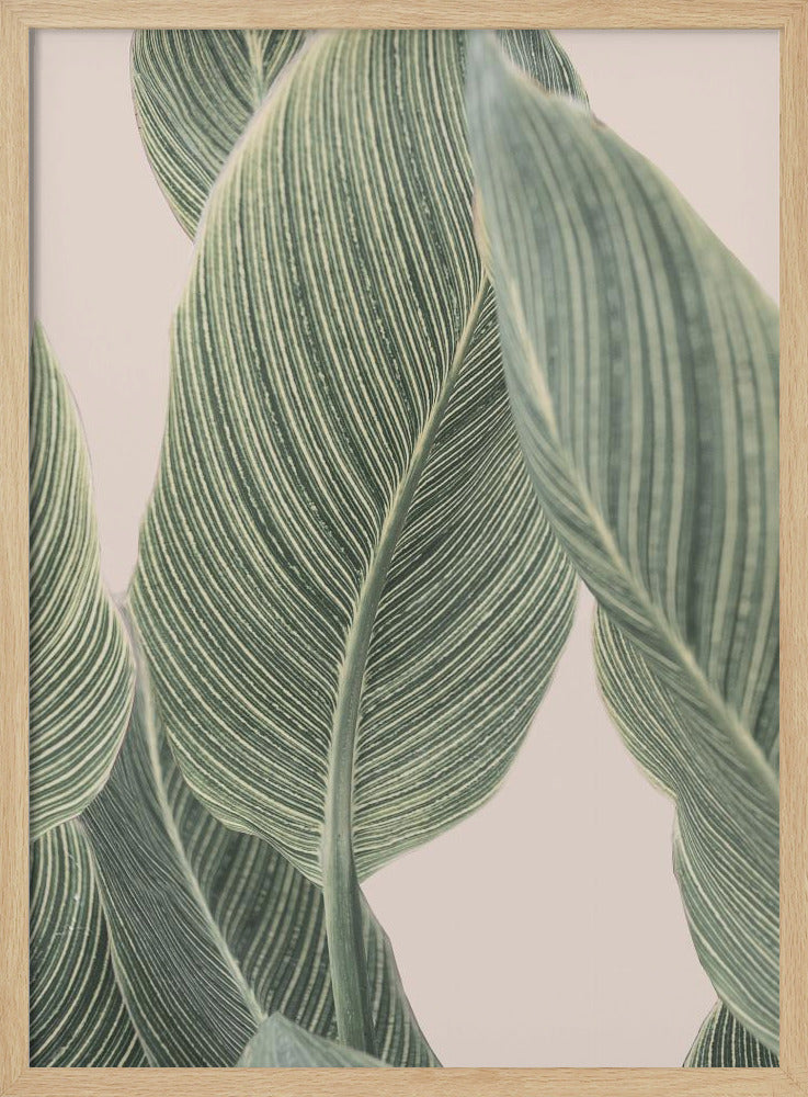 Calla Leaf | Poster