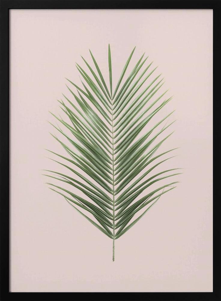 Palm Leaf Blush | Poster