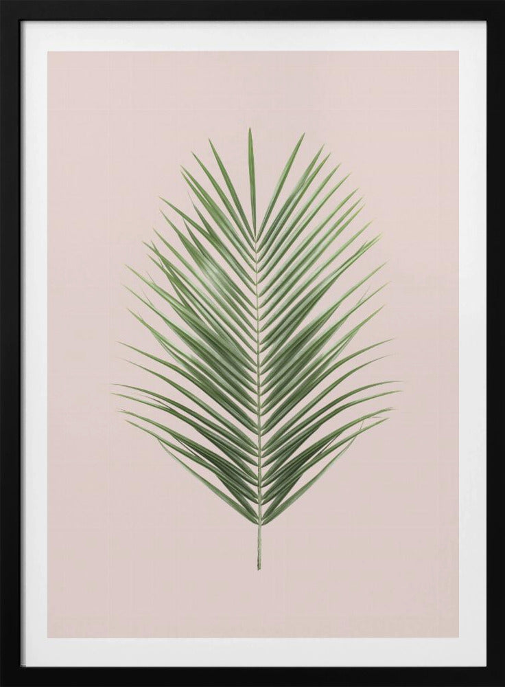 Palm Leaf Blush | Poster