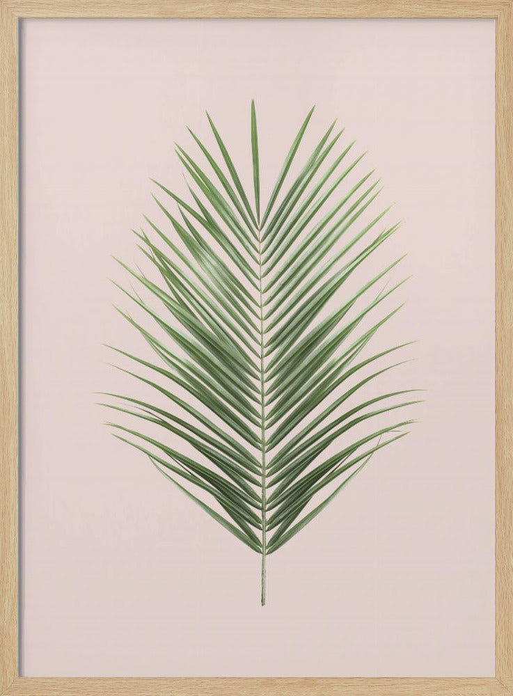 Palm Leaf Blush | Poster