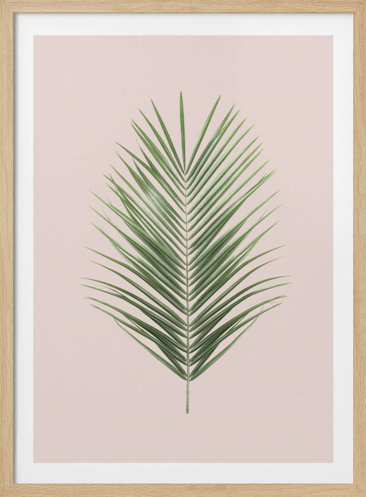 Palm Leaf Blush | Poster