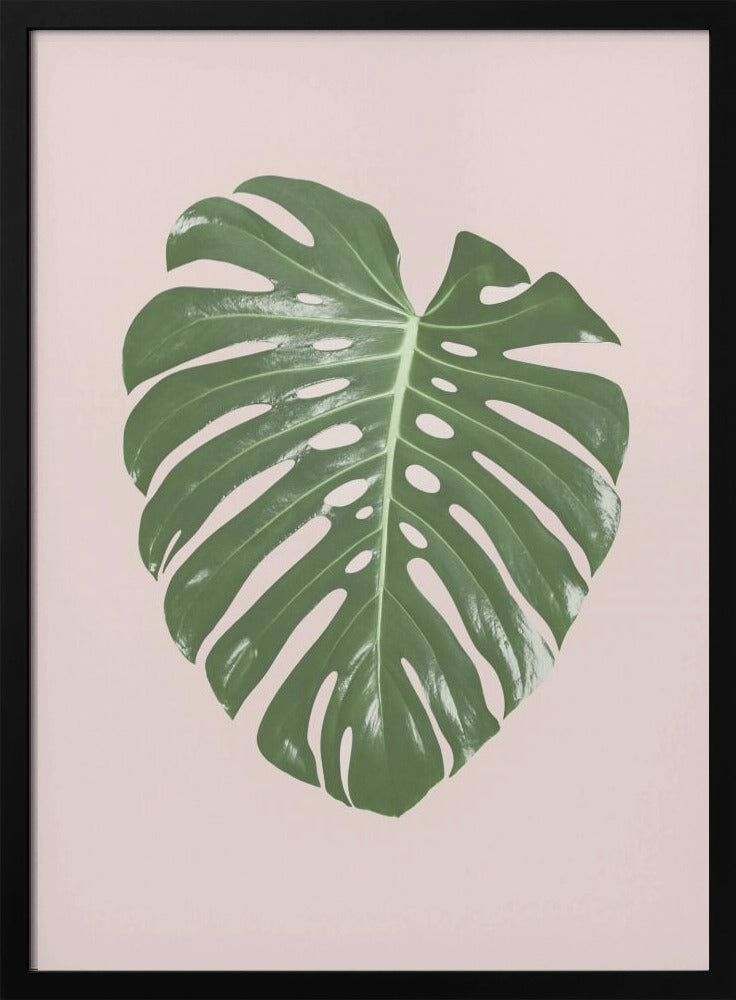 Monstera Leaf Blush | Poster