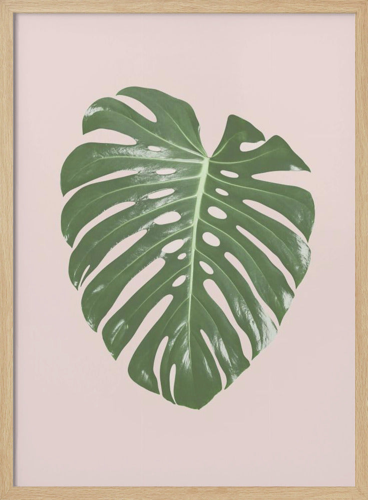 Monstera Leaf Blush | Poster
