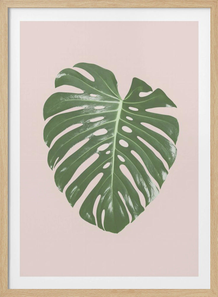 Monstera Leaf Blush | Poster