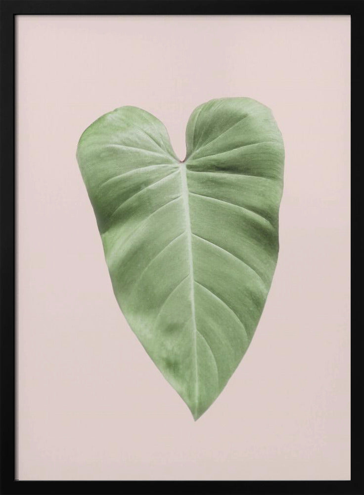 Tropical Leaf Blush | Poster