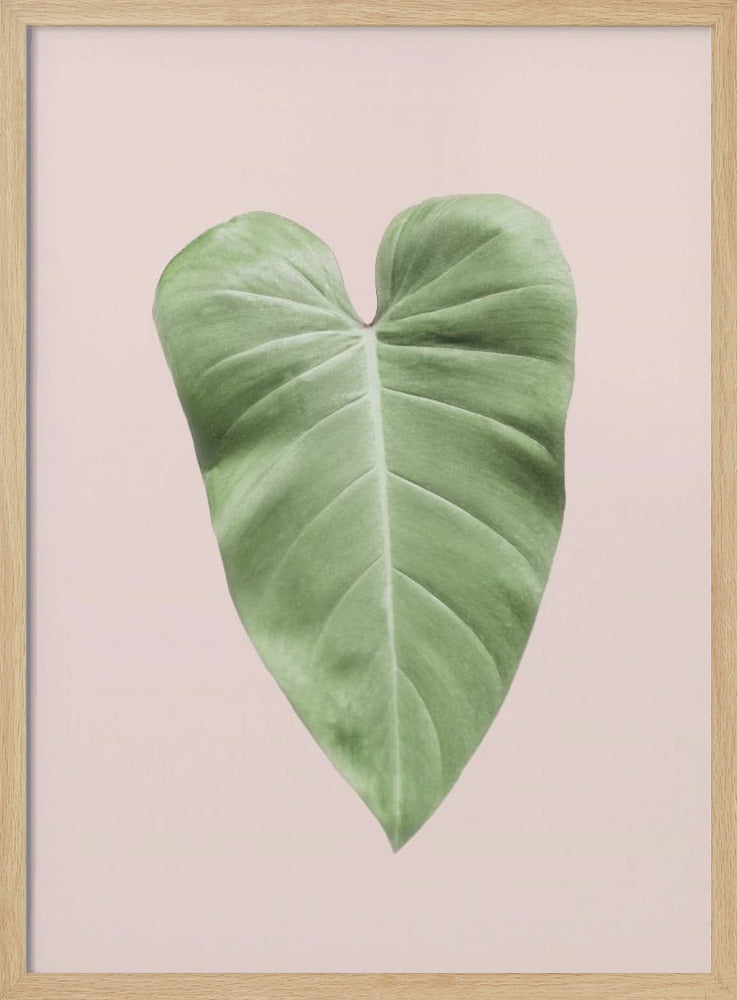 Tropical Leaf Blush | Poster