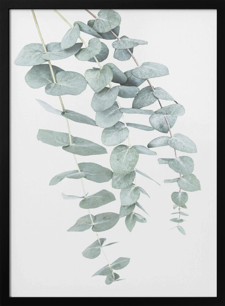 Eucalyptus I | Poster