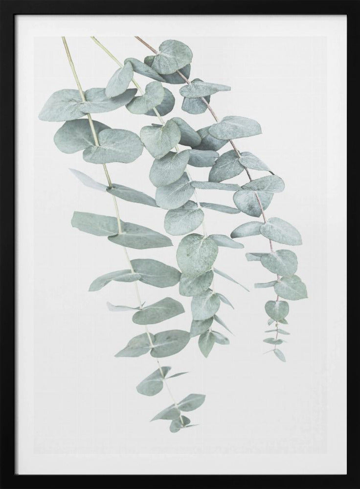 Eucalyptus I | Poster
