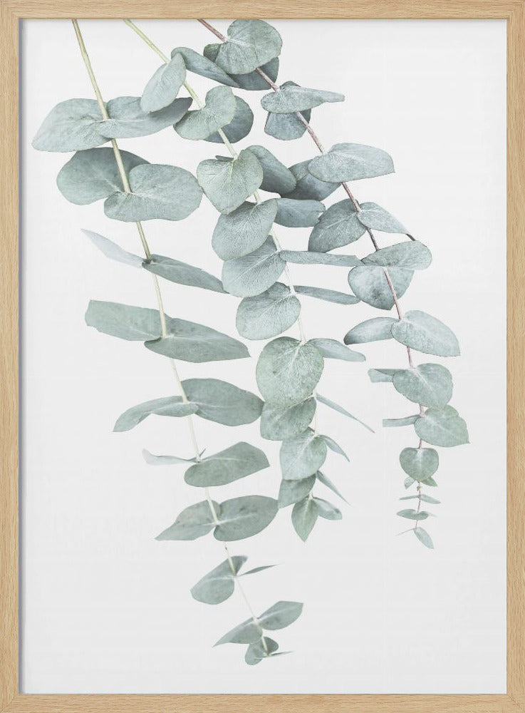 Eucalyptus I | Poster
