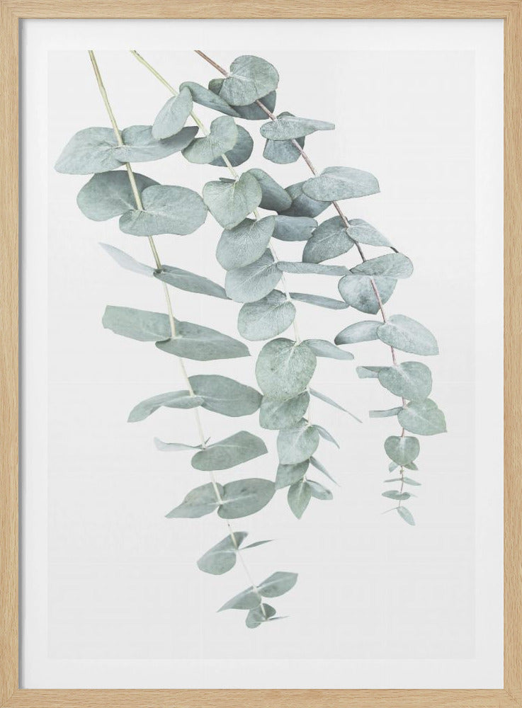 Eucalyptus I | Poster