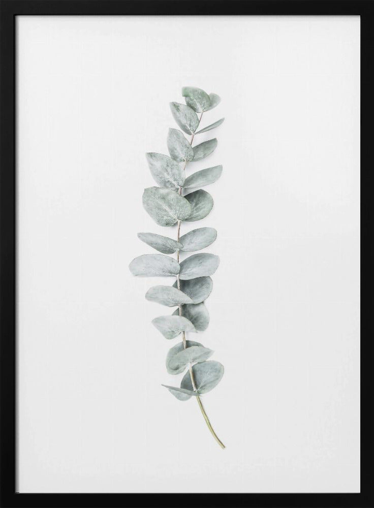 Eucalyptus II | Poster