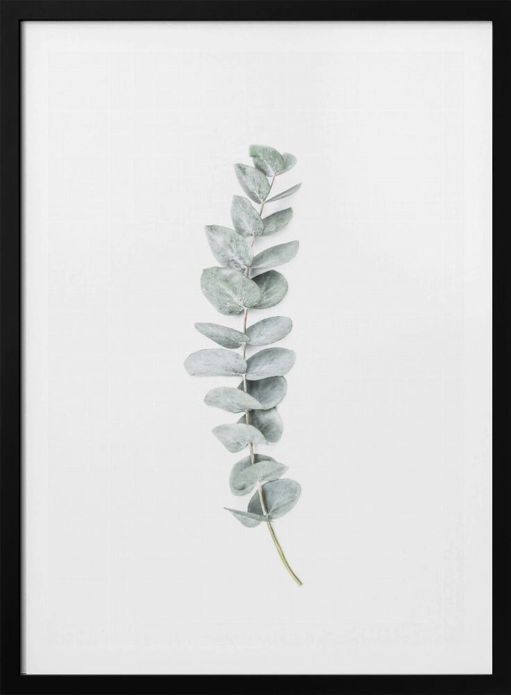 Eucalyptus II | Poster