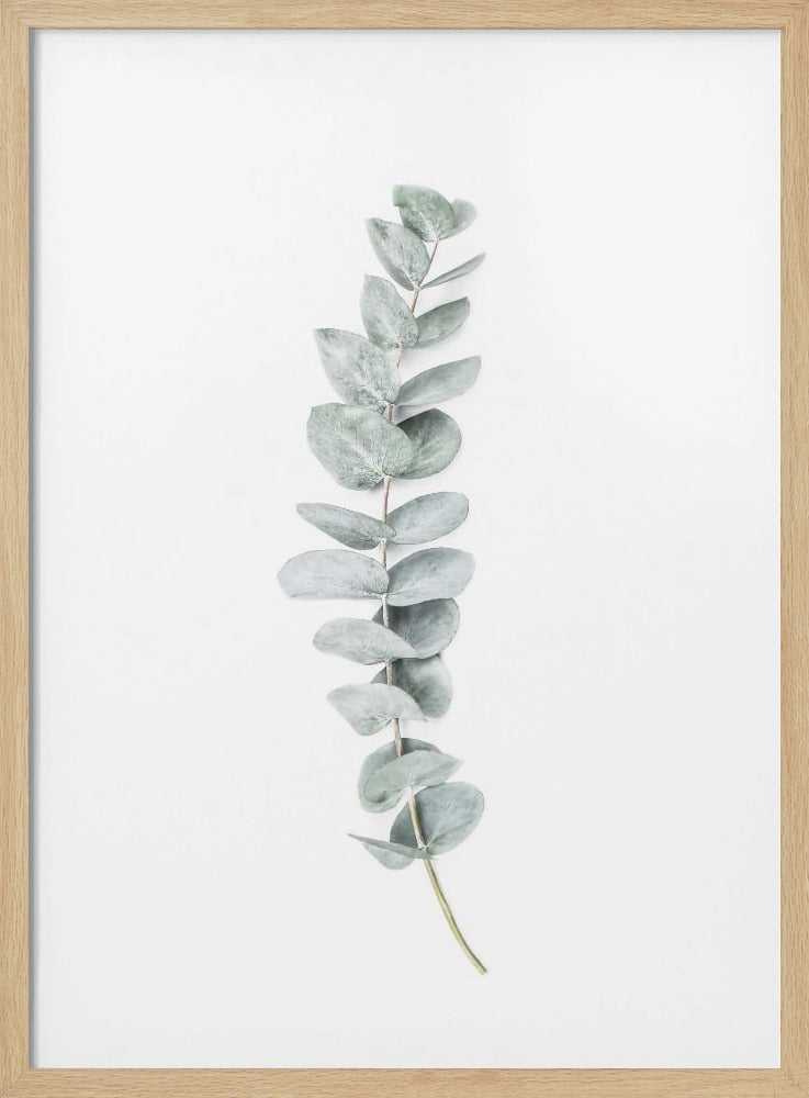 Eucalyptus II | Poster