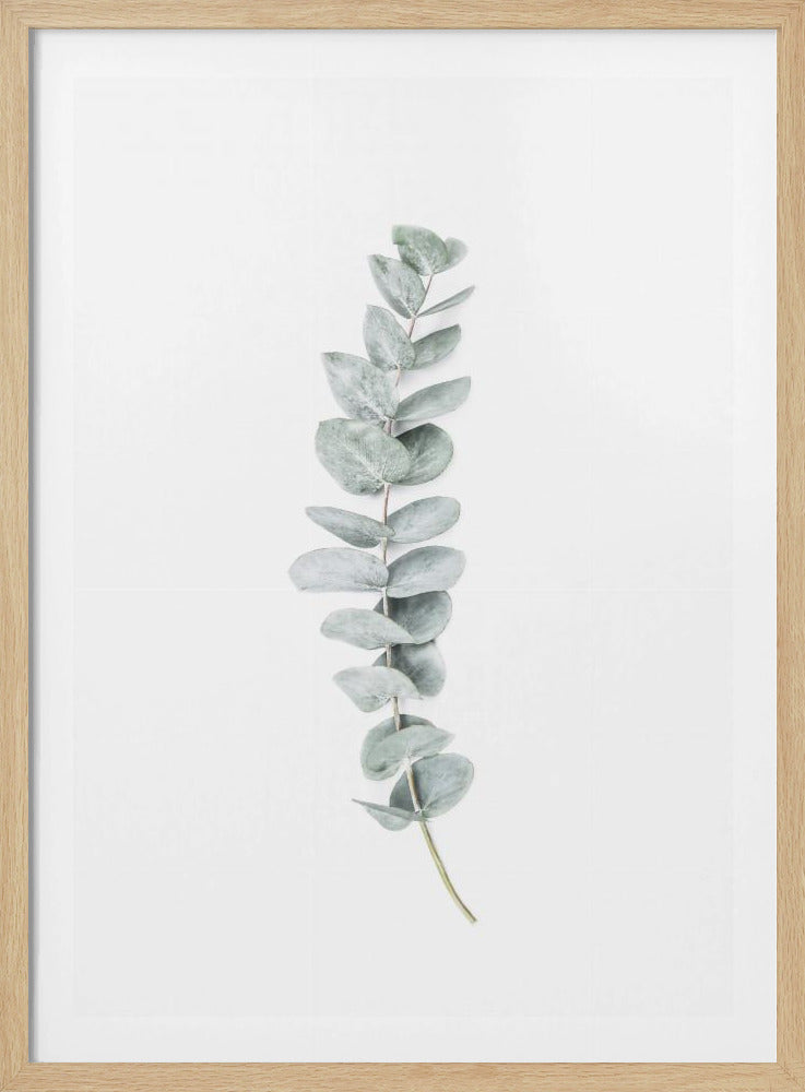 Eucalyptus II | Poster