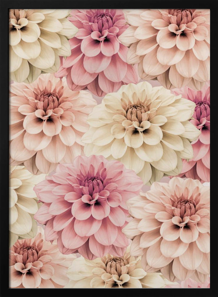 Dahlia | Poster