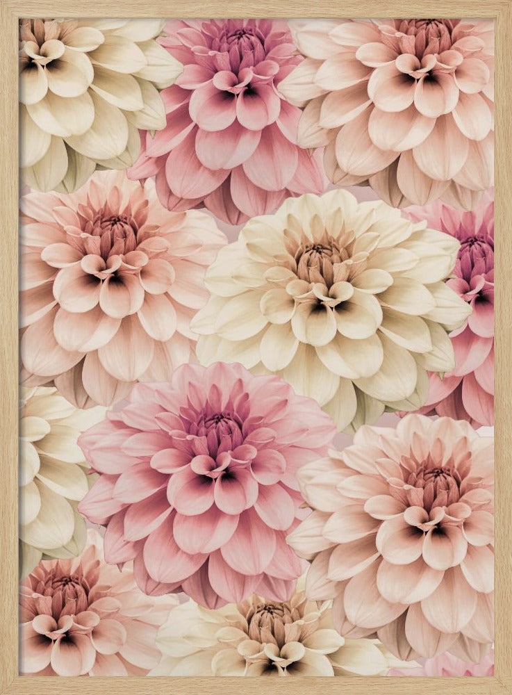 Dahlia | Poster