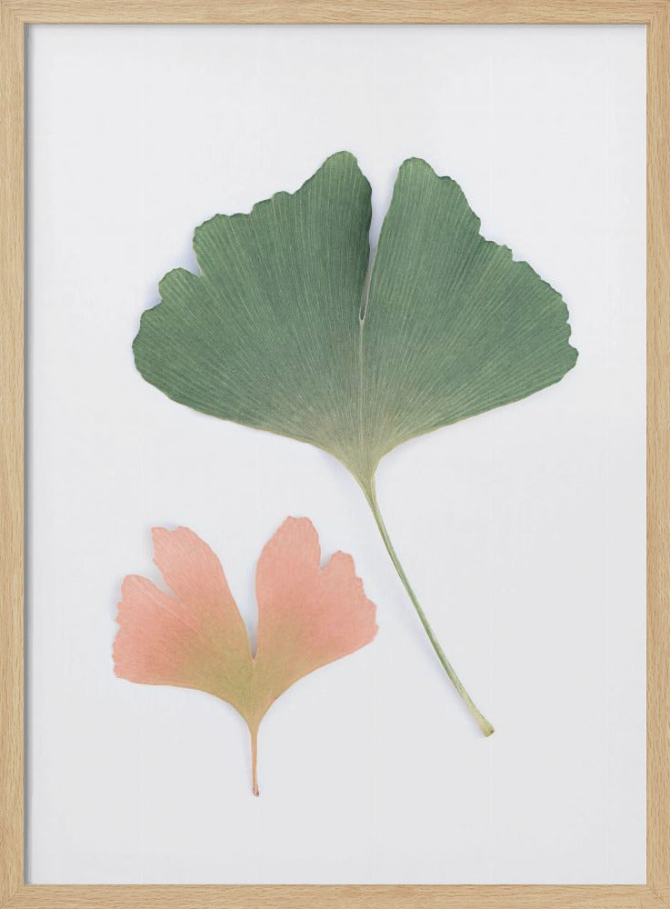 Pastel Ginkgo | Poster