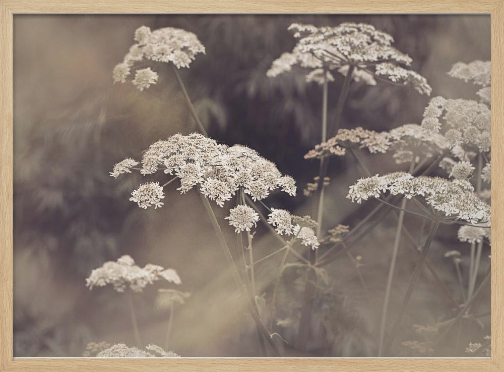 Wild Parsley | Poster