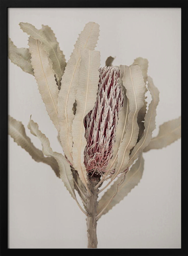 Banksia | Poster