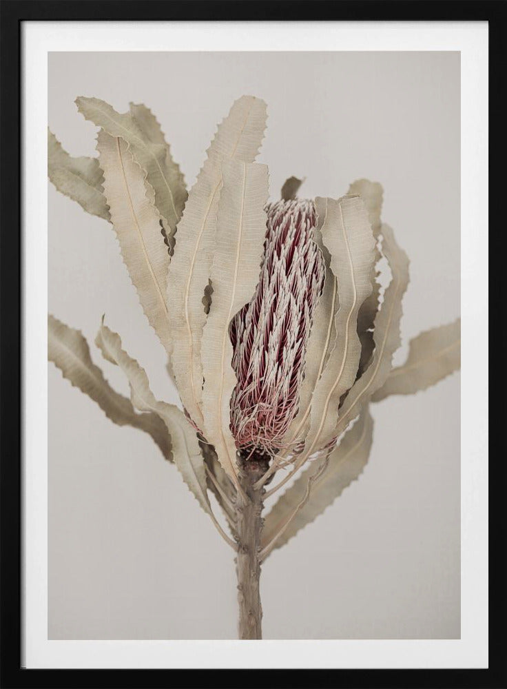 Banksia | Poster