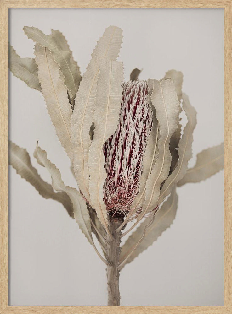 Banksia | Poster