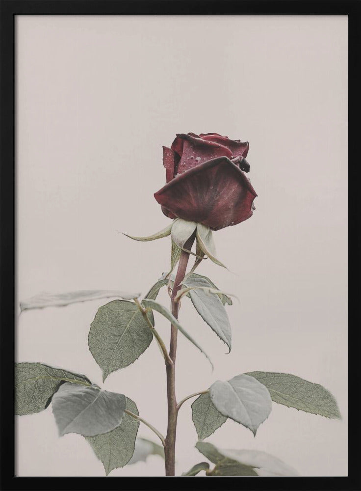 Rose | Poster