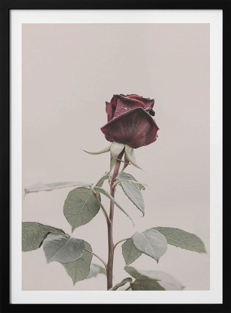 Rose | Poster