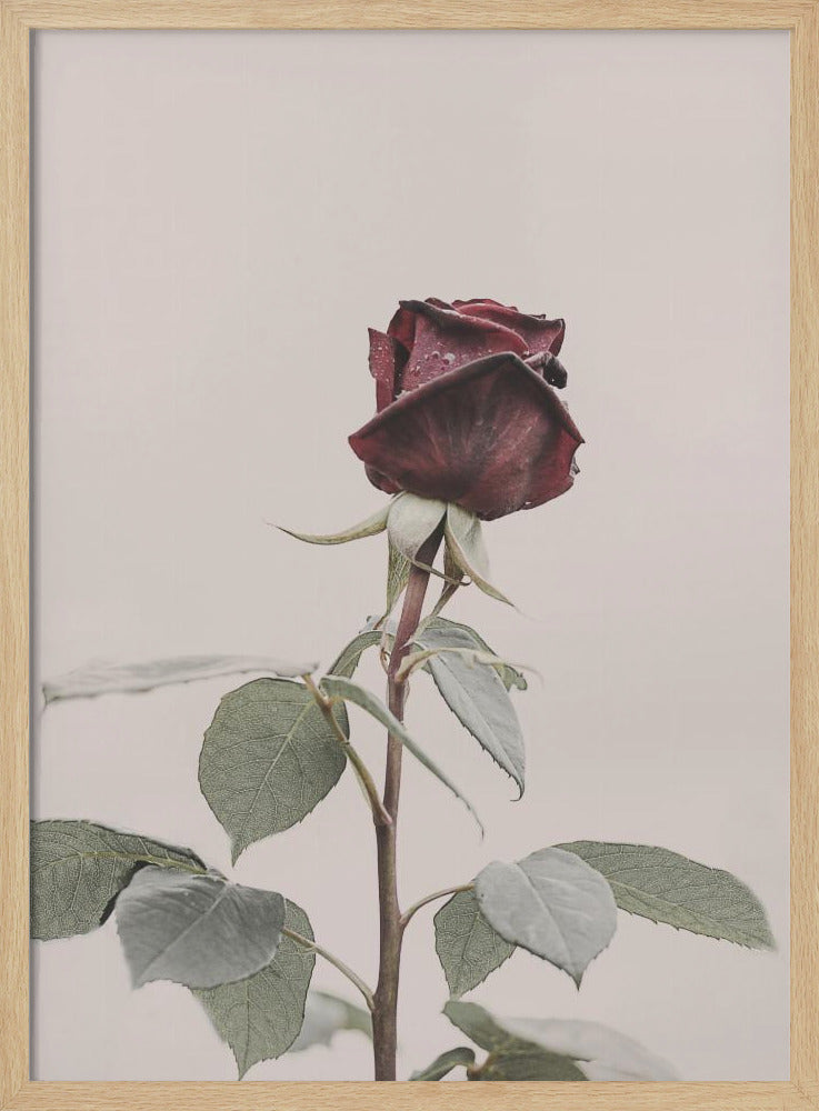 Rose | Poster