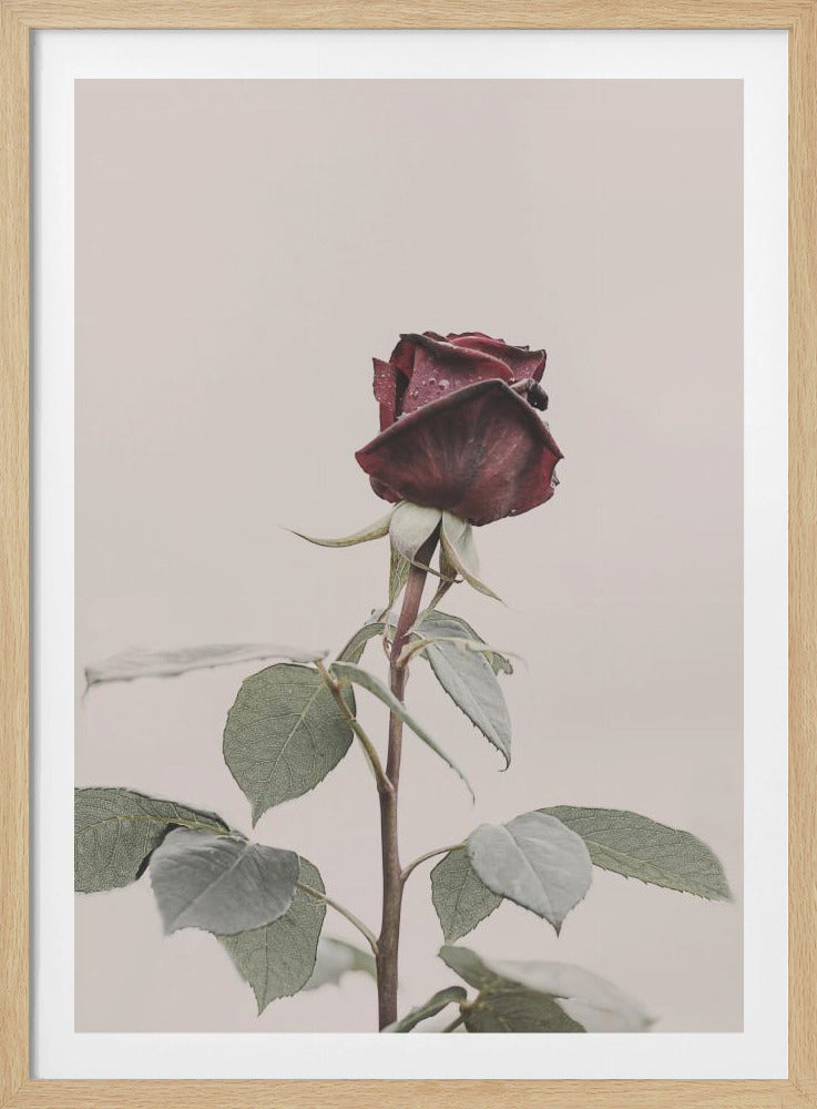 Rose | Poster