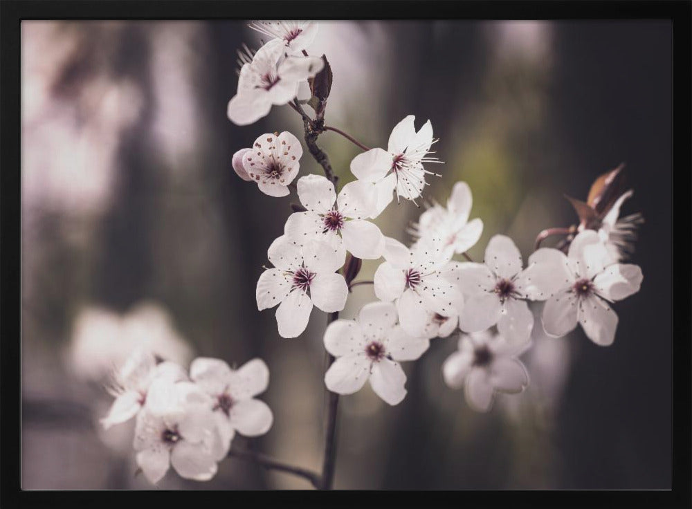 Blossoms | Poster