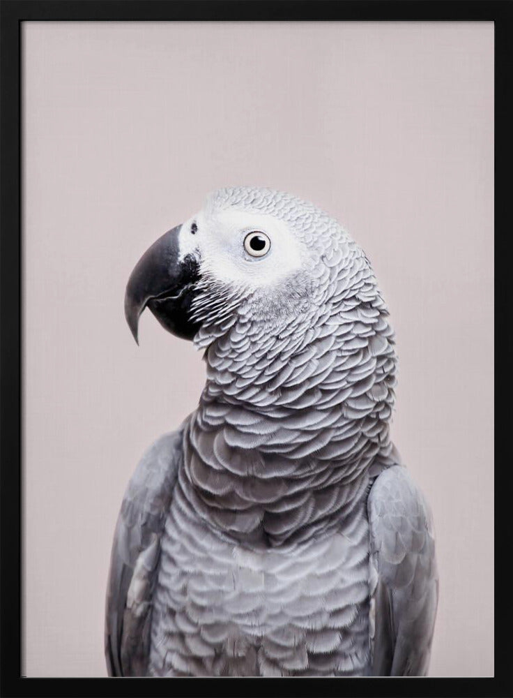 African Grey | Poster
