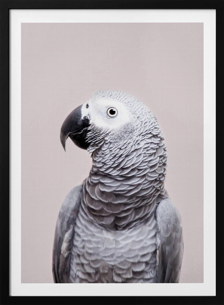 African Grey | Poster