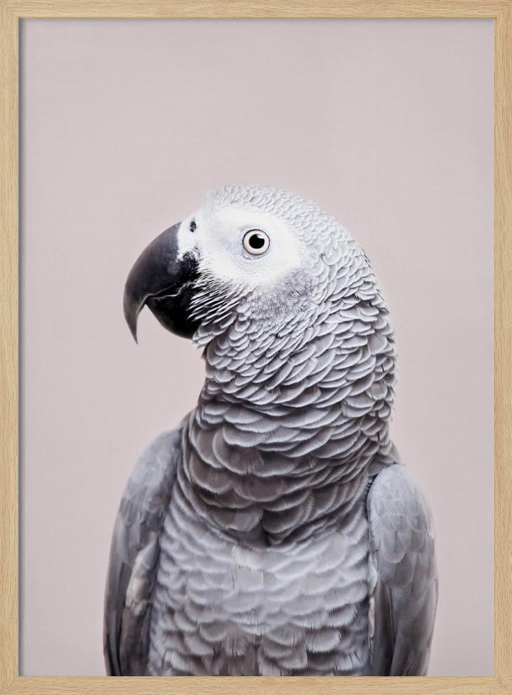 African Grey | Poster