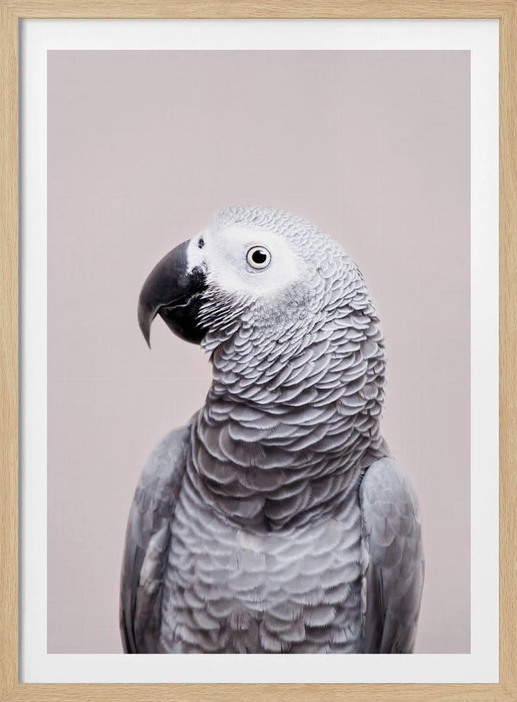 African Grey | Poster